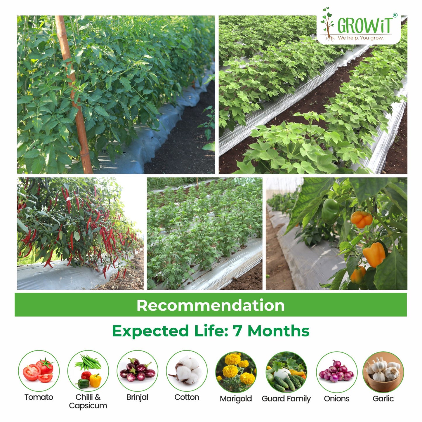 Grow-3 (SB)