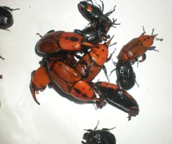 Mantra RPW - Red Palm Weevil -Tablet Lure