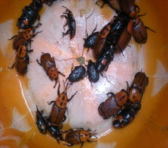 Mantra RPW - Red Palm Weevil -Tablet Lure