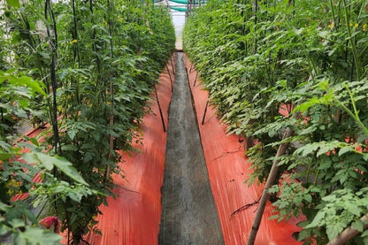 Weed Mat